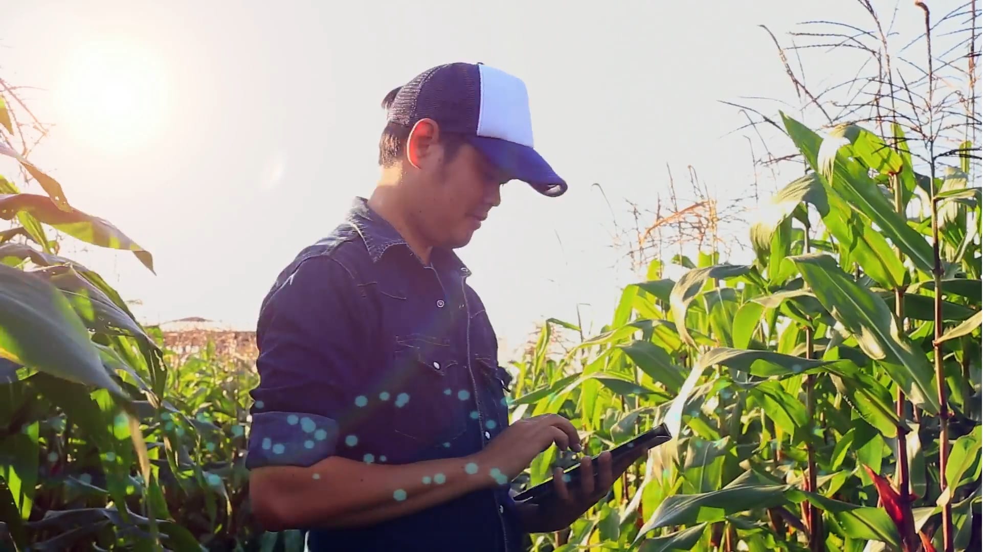 Person in a corn field with a device reviewing data on a tablet