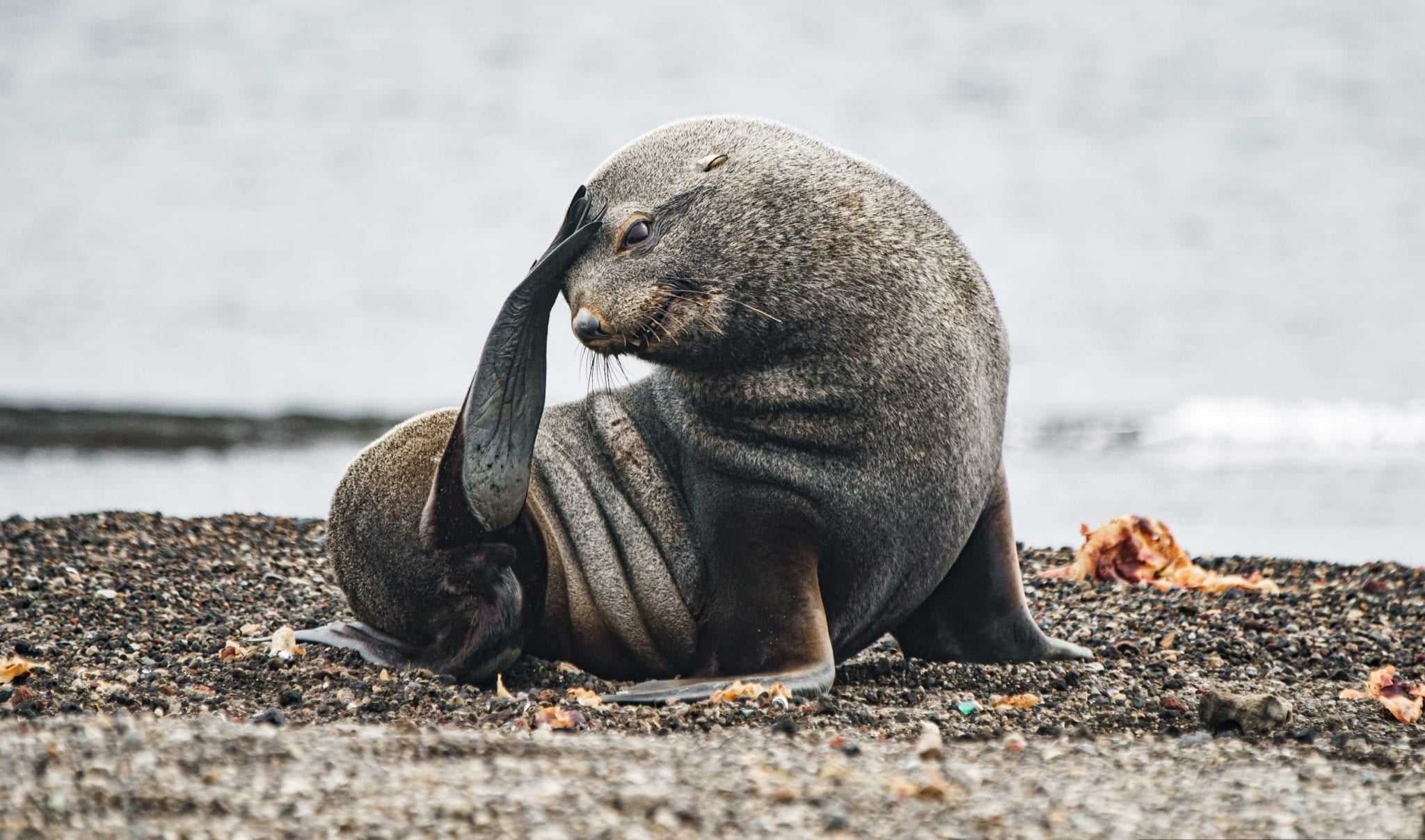 Seal curled and scratching an itch in Antarctica