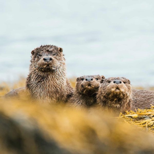 Otters